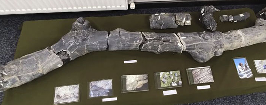 В анадырском музее покажут растения времен динозавров