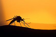 На юге страны началось нашествие «комаров-тигров»