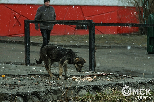 В Омской области участковый уполномоченный приютил спасенную им собаку