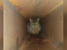 В Москве кота случайно замуровали в конструкцию моста