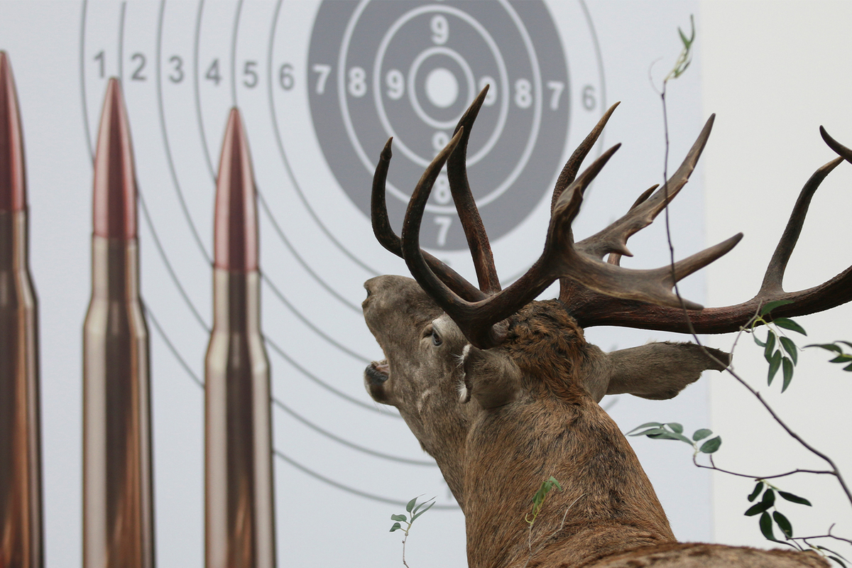 Охота оказалась пуще неволи: за лесом чиновники не увидели охотхозяйства