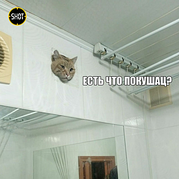Новый мем: помощь уфимских спасателей понадобилась застрявшему в вентиляции коту