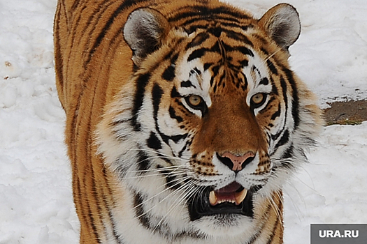 Shot: в Приморье убили и расчленили амурского тигра из Красной книги