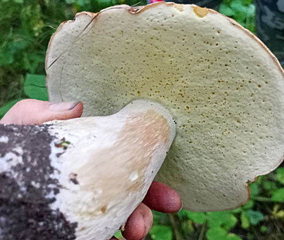 Гигантский белый гриб нашла жительница Новосибирска в лесу