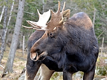 На «трассе смерти» от Тюмени до Ханты-Мансийска сбили двух лосей