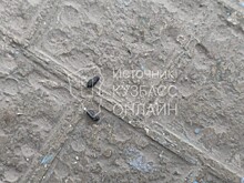 Крысы появились в подъездах кемеровской пятиэтажки