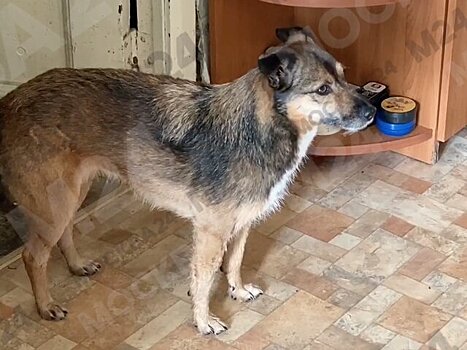 Жительница Шатуры рассказала о спасении своей собаки из ледяного пруда