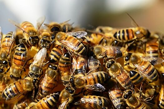Фермер из Волгограда Андрей Прошаков заявил о подорожании мёда из-за массовой гибели пчёл в России