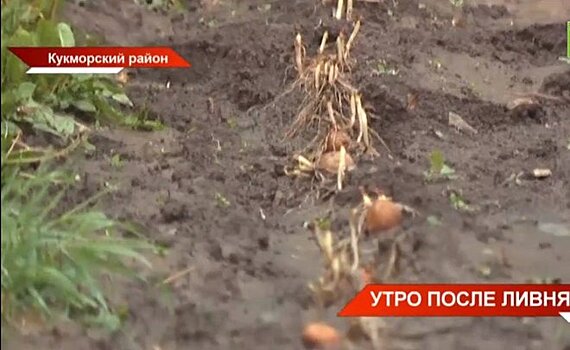 В Кукморском районе Татарстана ливень уничтожил посевы овощей и кукурузы — видео