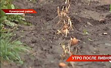 В Кукморском районе Татарстана ливень уничтожил посевы овощей и кукурузы — видео