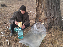 Березовый сок в 50-литровые мешки собирают под Новосибирском