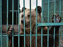 Зоопарк Владикавказа начали ремонтировать после письма школьницы