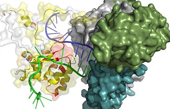 Учёные МГУ раскрыли структуру ключевого участка фермента "бессмертия и старения"