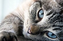 «У нее замечательный вкус»: кошка Мо из Новой Зеландии ворует вещи у соседей