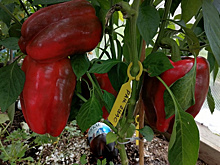 Сладкий перец, от которого я в полном восторге! Уже запасла семена на будущий сезон, а то вдруг раскупят!