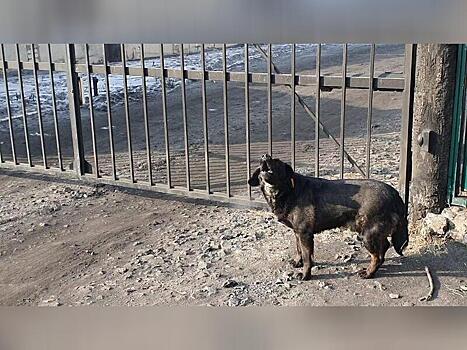 Всего десять собак отловили в Чите за сутки