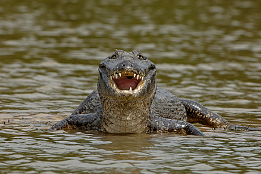 Крокодил съел мальчика на глазах у приятелей