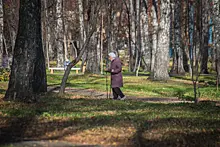 Сосновый бор в Новосибирске снова открыт для прогулок: медведя не нашли