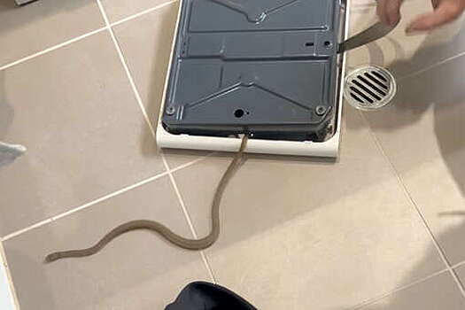UPI: ядовитая змея заползла в ванную австралийки и напугала ее