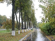 В Приокском районе облагородили деревья