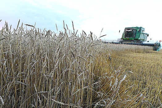 Глава Минсельхоза: На экспорт пшеницы будет установлена отдельная квота