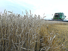 Глава Минсельхоза: На экспорт пшеницы будет установлена отдельная квота