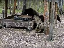 Медведица с уникальным потомством попала на видео