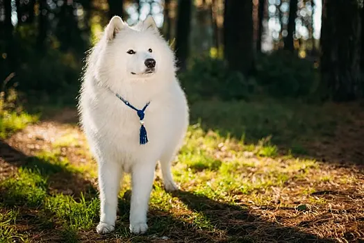 Собаки не для всех: самые дорогие породы в мире