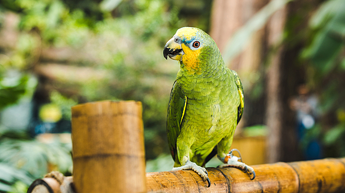 Ученые раскрыли секрет яркой окраски тропических птиц