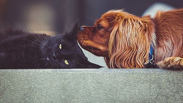 Специалисты рассказали об особенностях страхования кошек и собак