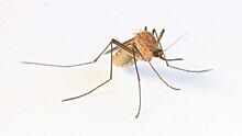 Как выбрать эффективное средство от комаров и клещей?