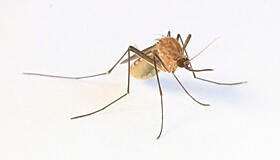 Как выбрать эффективное средство от комаров и клещей?