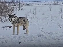 Полярного волка заметили около Нового Уренгоя