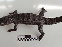 У прибывшей из Вьетнама туристки таможенники отобрали необычный сувенир