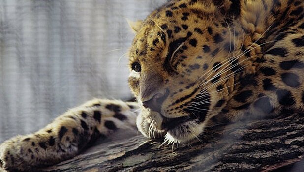 Автомобиль насмерть сбил леопарда в Приморье