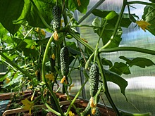 Что нельзя сажать рядом с огурцами