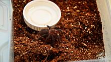 Десять видов пауков, тараканов и муравьев разводит в квартире вологодский школьник