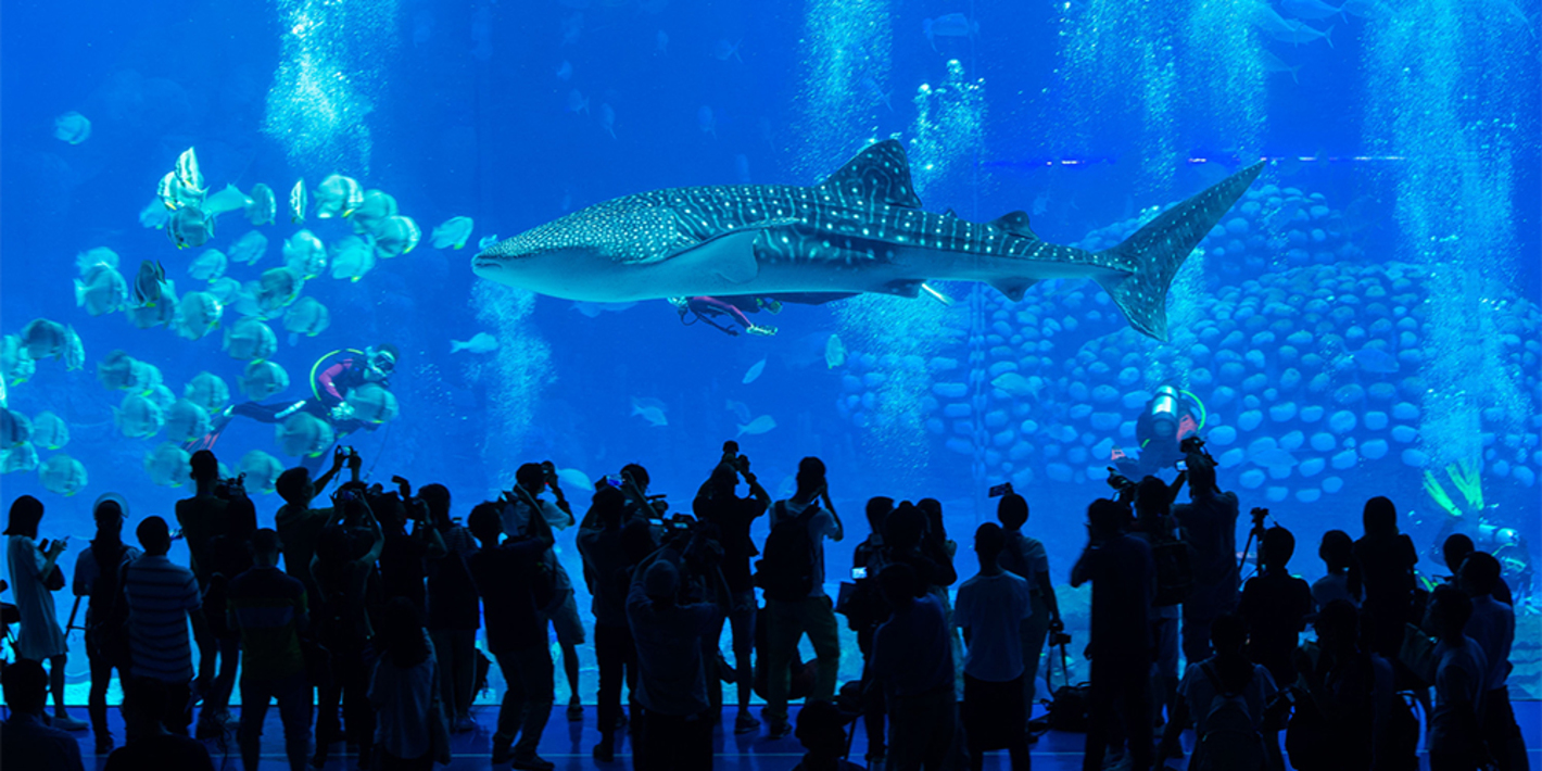 Океанариум в шанхае