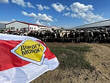 XI Автопробег «Дорогу молоку!» в Турции — мост между Европой и Азией