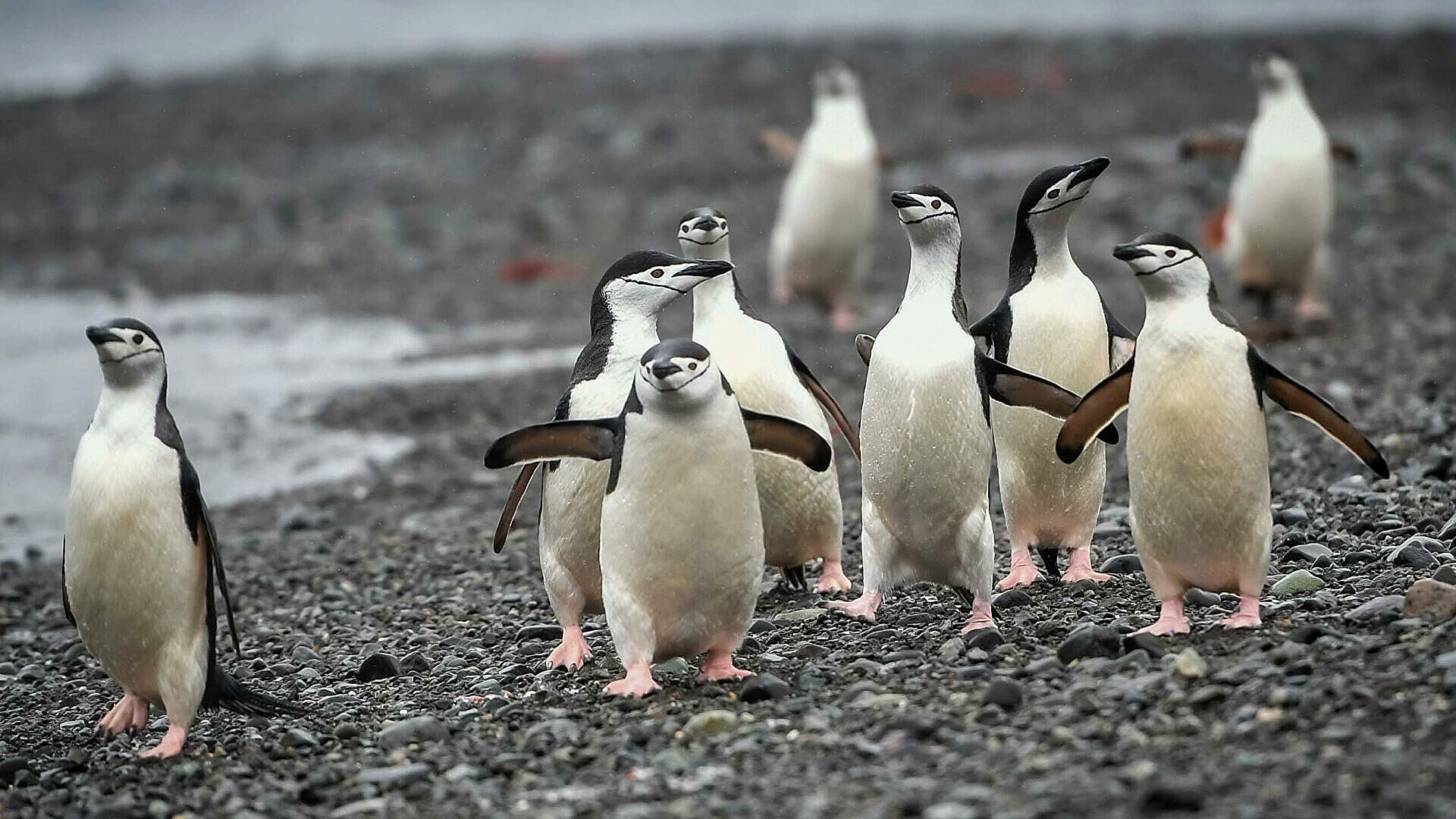 В Антарктиде нашли останки древнего пингвина-великана