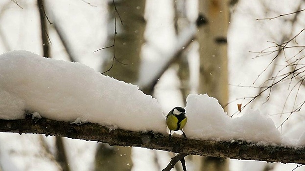 Какие птицы остаются в городе на зимовку