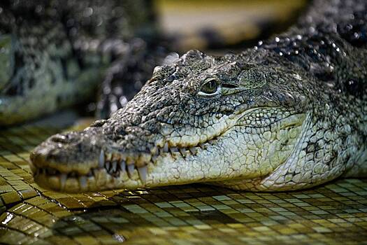 Крокодил съел мужчину в мангровых зарослях