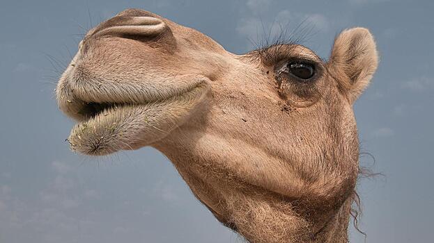 Информацию о верблюде-беглеце на вологодской трассе опровергли в областном ГИБДД
