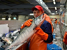 Чем занимаются участники студенческих сельхозотрядов