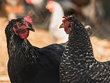 Россия приостановила из-за гриппа птиц экспорт продукции птицеводства из Эстонии и еще двух европейских стран