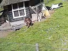 Видео: козел и петух спасли курицу от ястреба