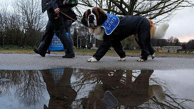 В Бирмингеме стартовала ежегодная выставка собак Crufts