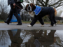 В Бирмингеме стартовала ежегодная выставка собак Crufts