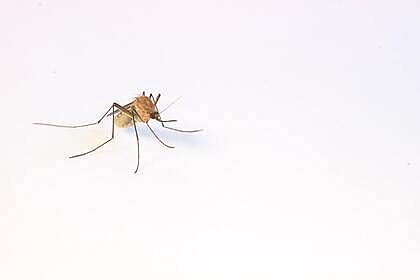 Назван самый привлекательный для комаров тип людей
