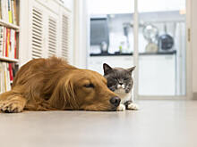 Cats & Dogs закрыла почти все магазины